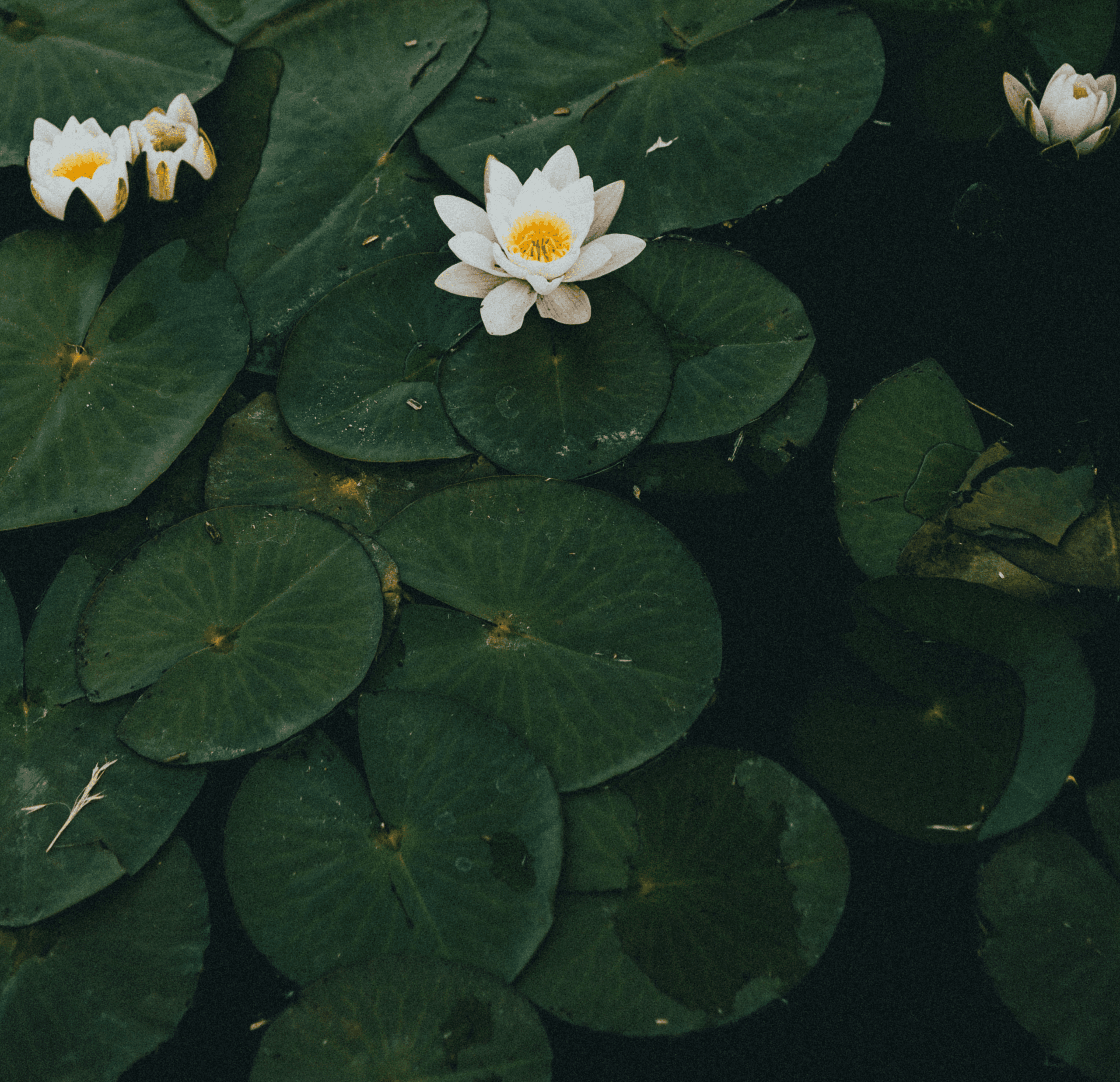 Serene water lily in bloom